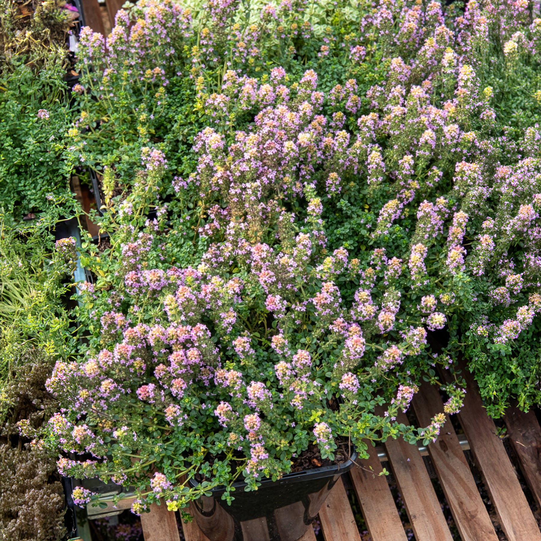Bakker Elfin Thym Serpolet Plante d'Extérieur Pot 9cm Rose