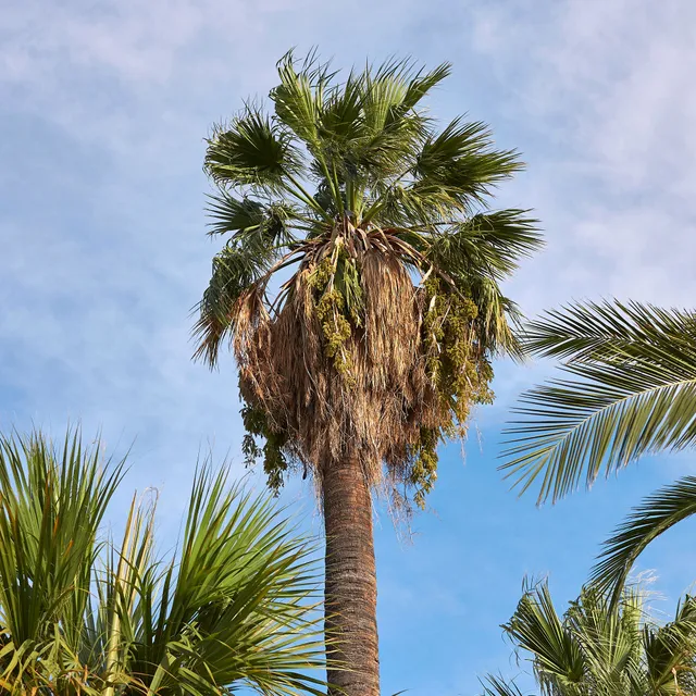 Bakker Palmier à jupon Washingtonia pot Ø 10cm soleil