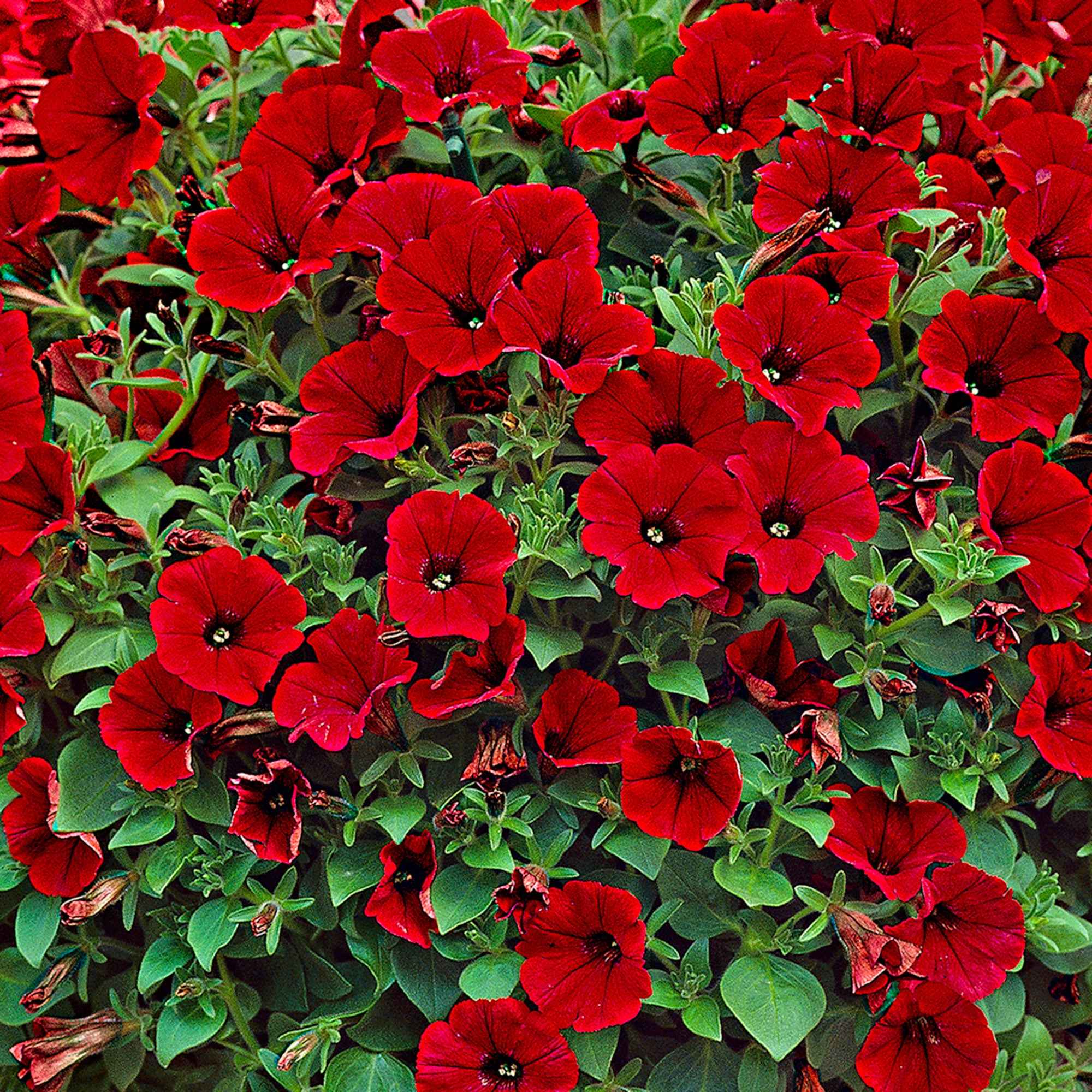 Bakker Pétunia retombant rouge 3 pots Ø 10,5cm cascade