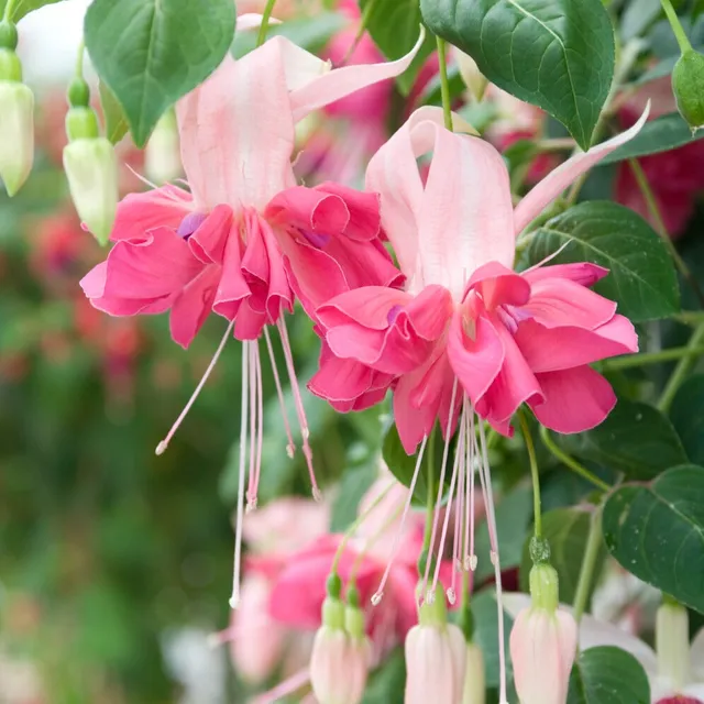 Bakker Bella Rosella fuchsia fleurs géantes 3 pots rose cascade