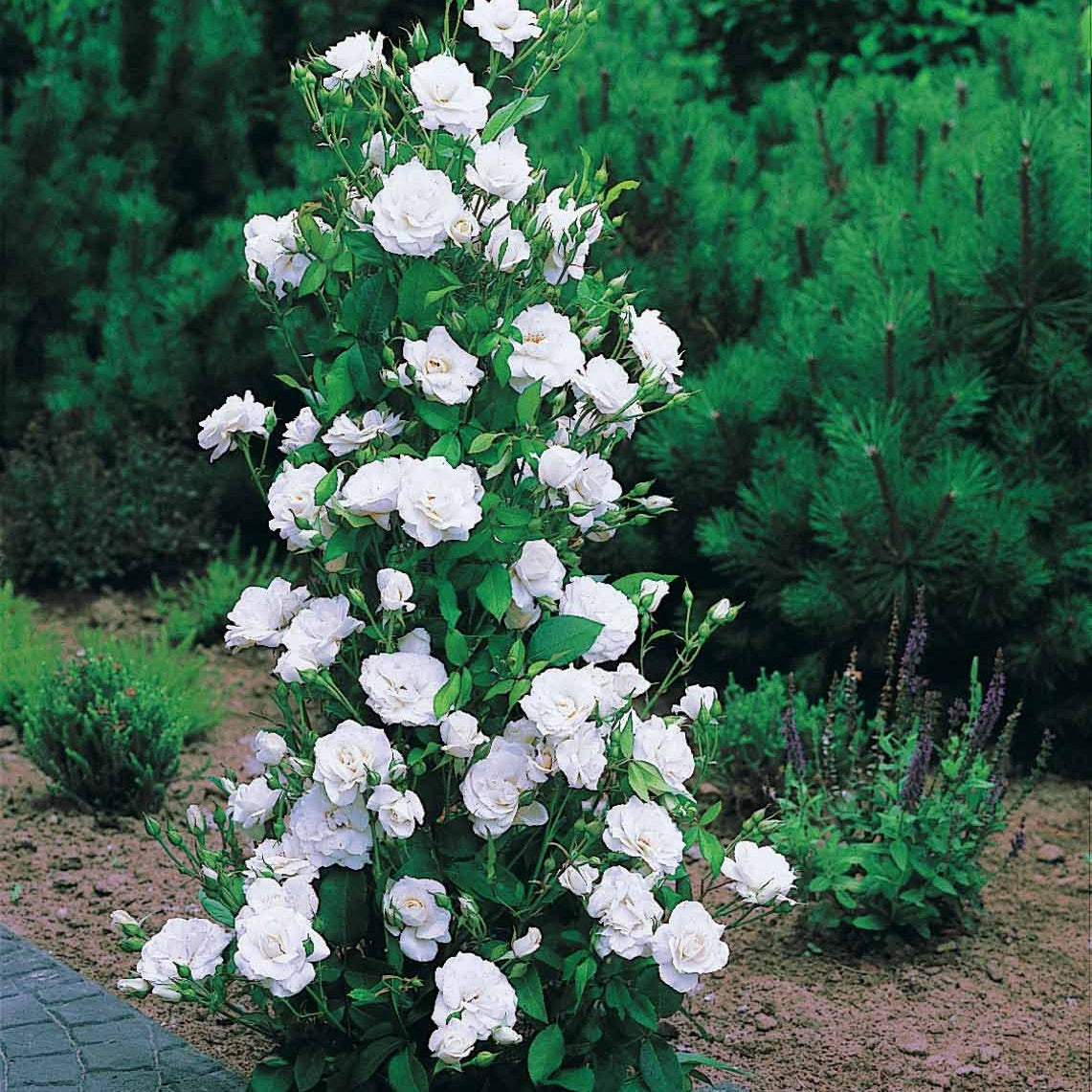 Bakker Collection 4 Rosiers arbustes rosier racines nues