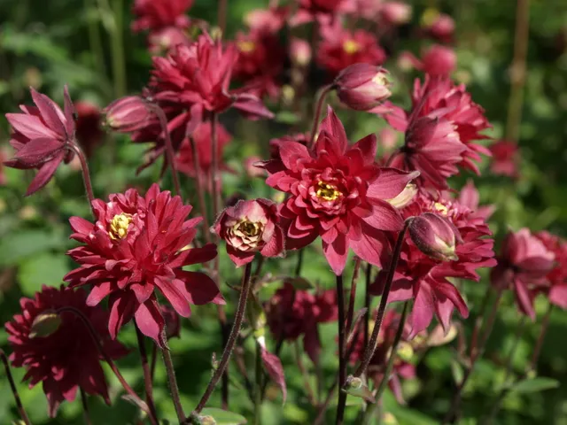 Passion Vivaces Aquilegia Ruby Port ancolie godet rouge double