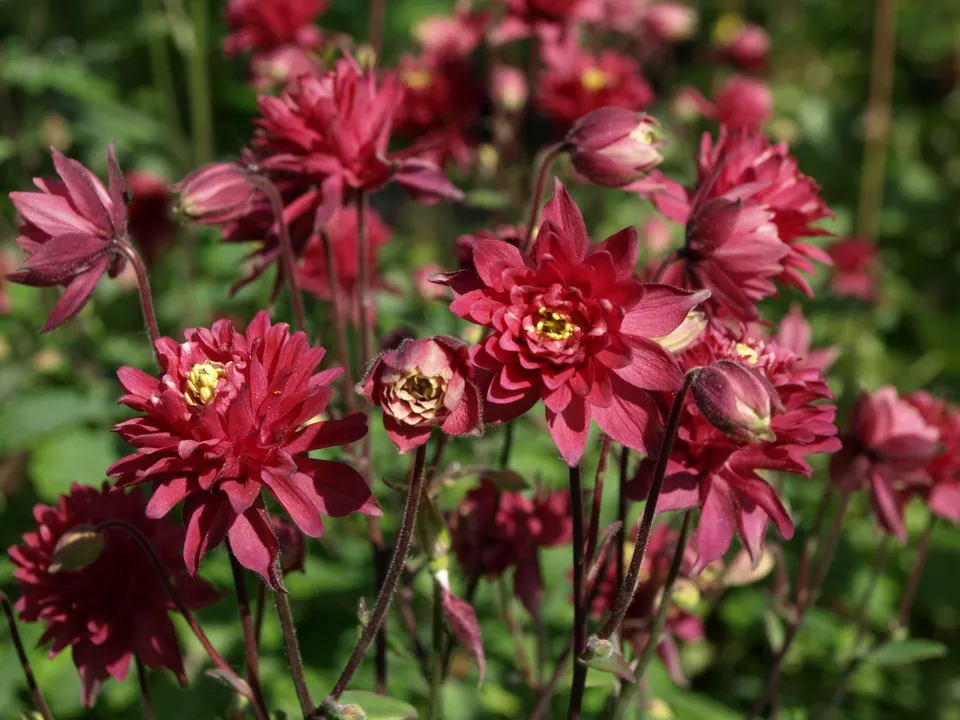 Passion Vivaces Aquilegia Ruby Port ancolie godet rouge double