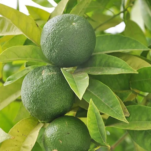 Bakker Fruitiers Limettier Citrus aurantifolia arbre fruitier