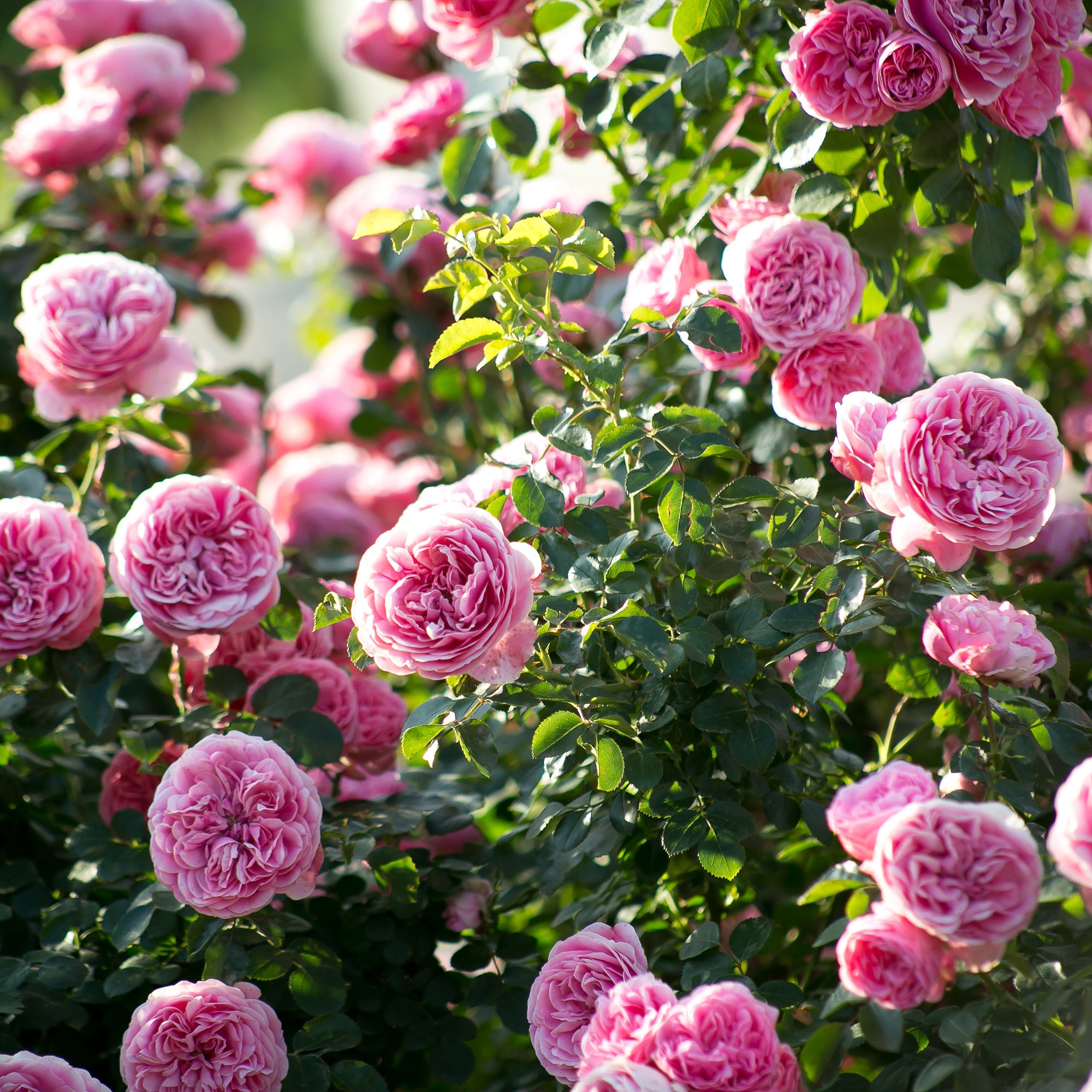 Bakker Rosiers Leonard de Vinci rosier motte rose