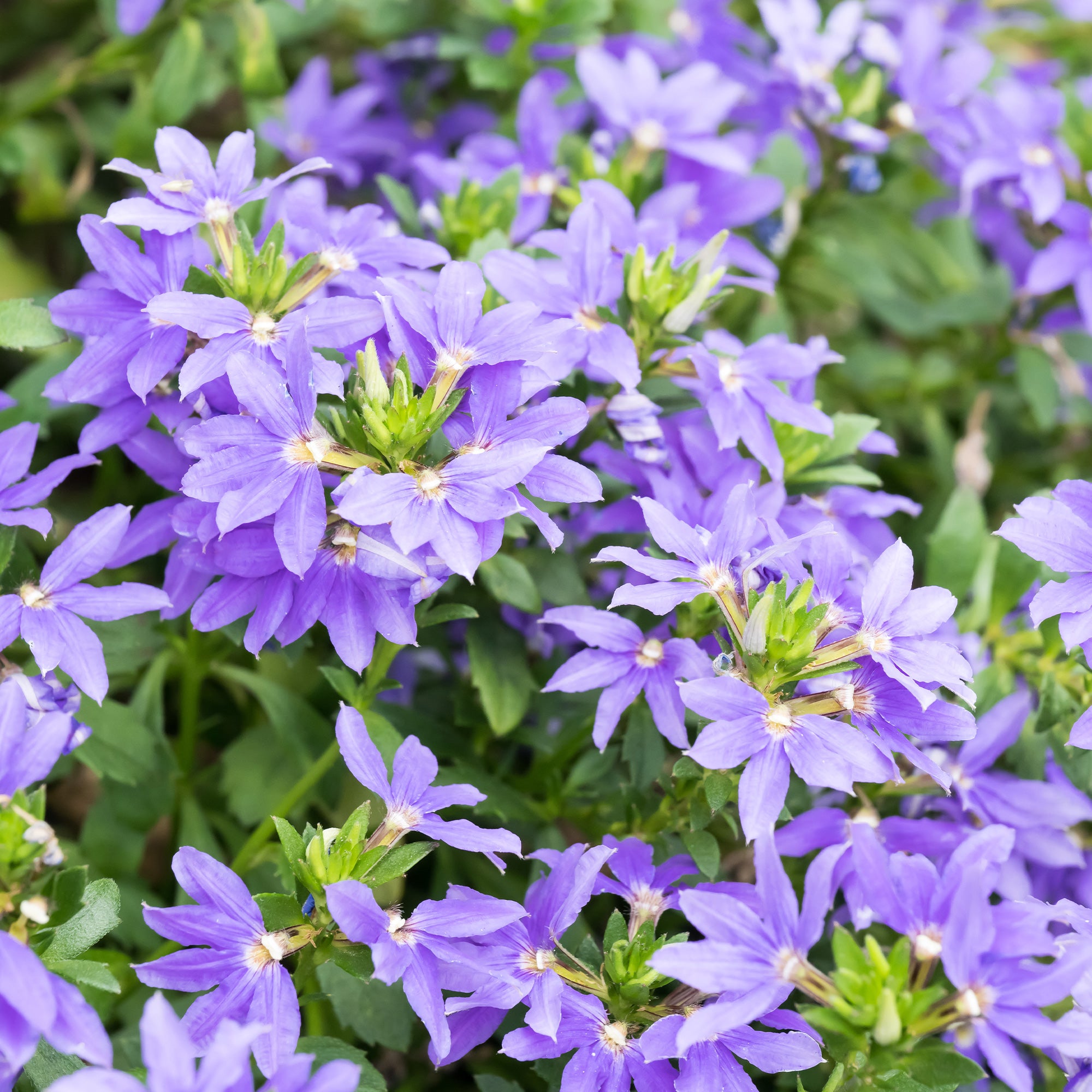 Bakker Scaevola violet fleur éventail pot 10,5 cm