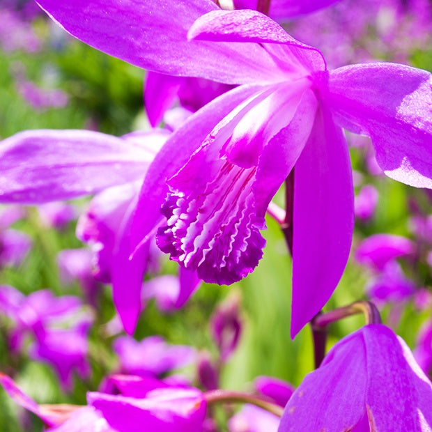 Bakker Bulbes à fleurs Orchidée Jacinthe bulbes violet sachet de 2