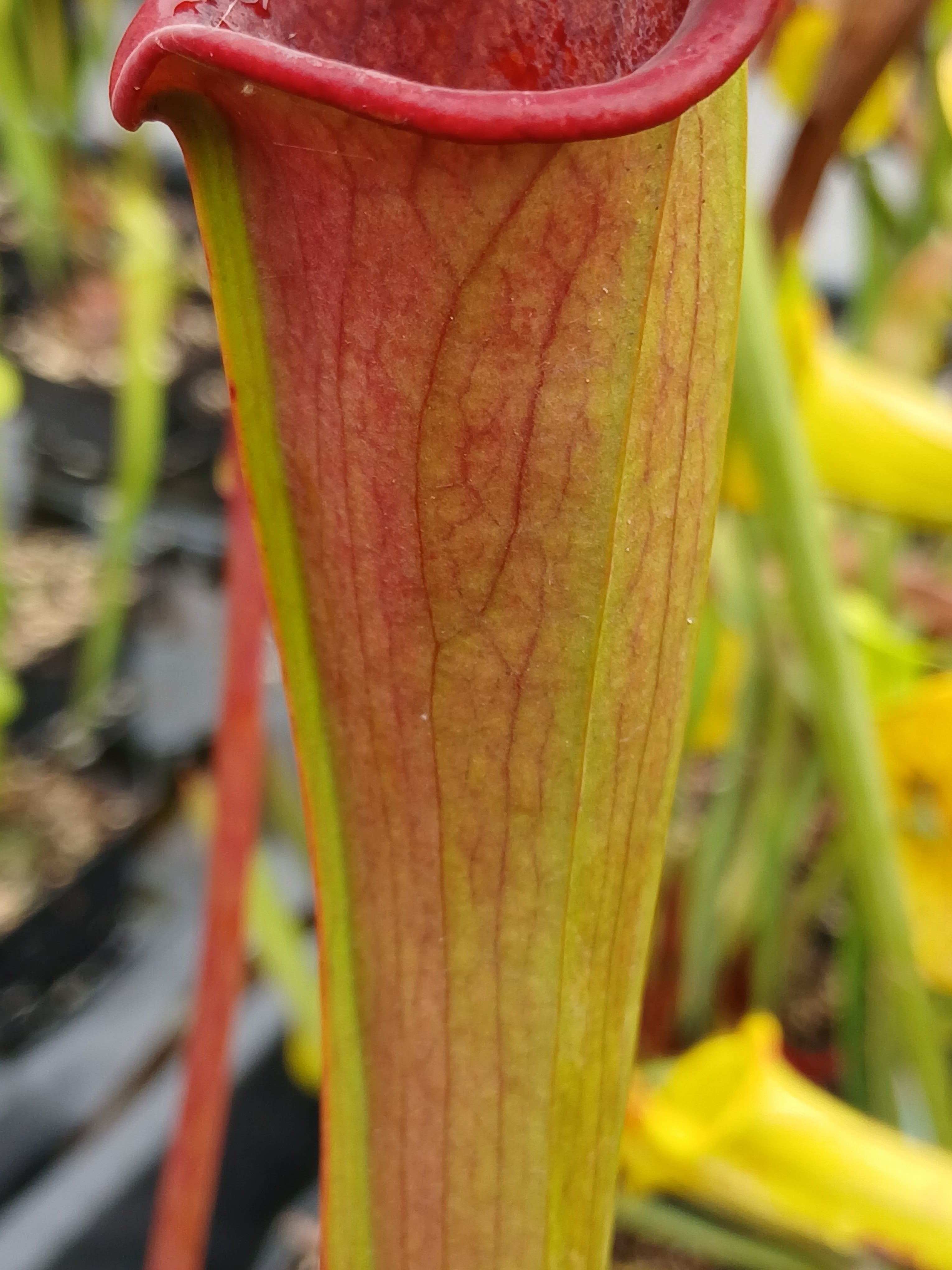 Carniflore Sarracenia CFH154 plante carnivore rouge 1 pousse