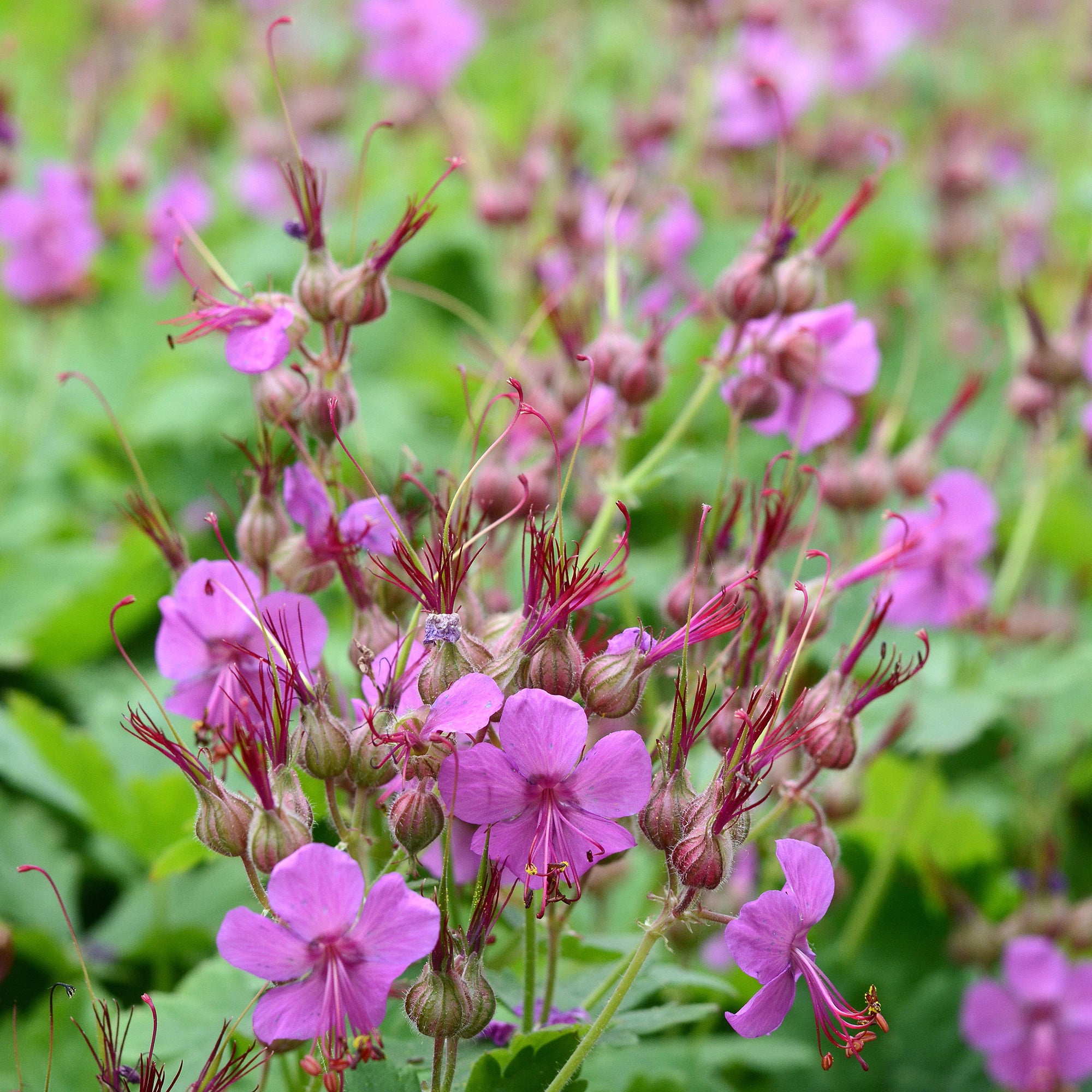 Bakker Géranium Czakor vivace pot 9cm fleurs violettes