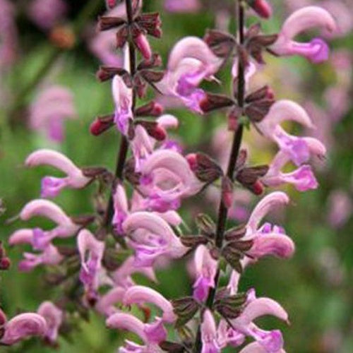 Bakker Sauge des prés Rose Rhapsody vivace pot Ø9cm rose