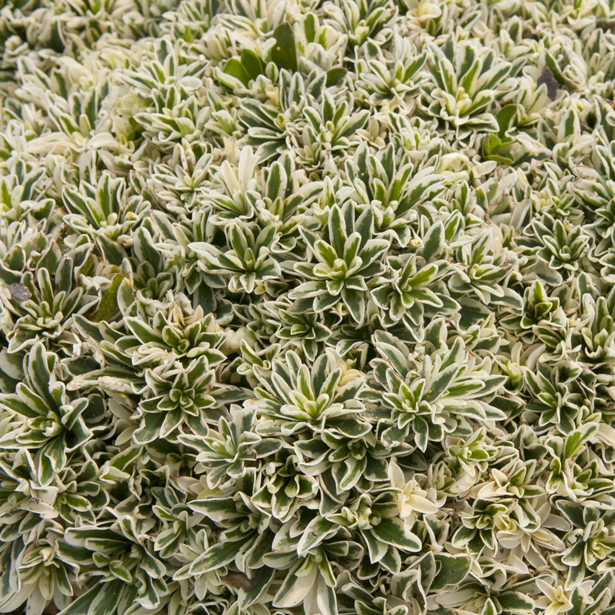 Bakker Plantes vivaces Arabette Variegata couvre-sol blanc pot Ø9cm