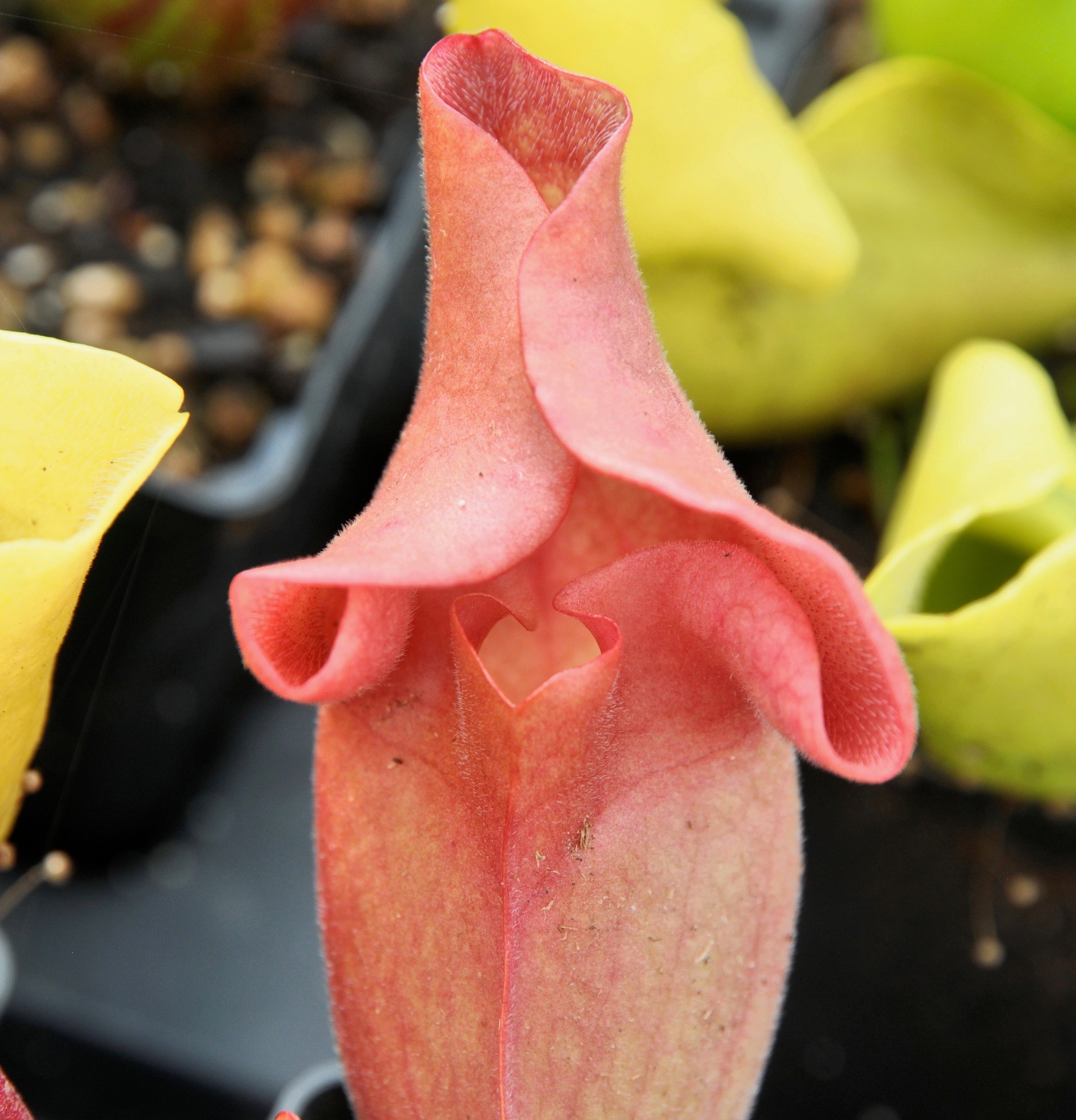 Carniflore Sarracenia Ewelina plante carnivore adulte 1 pousse