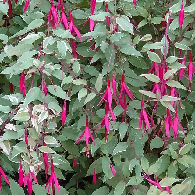 Passion Vivaces Fuchsia Versicolor arbuste 1L panaché