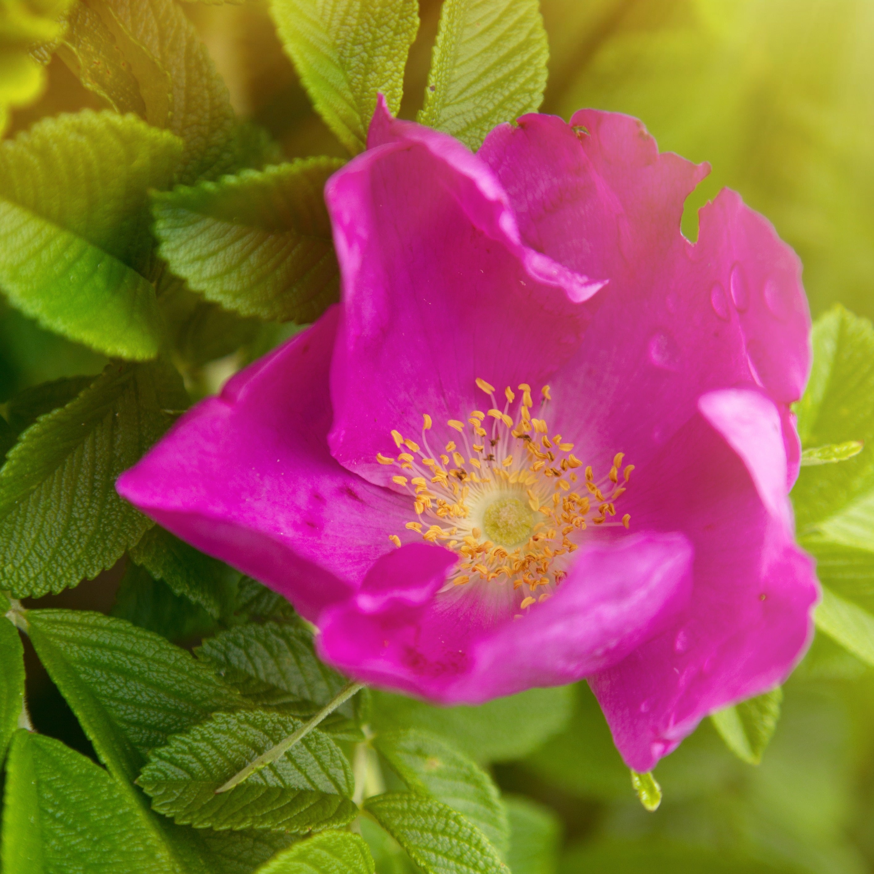 Bakker Rosiers Rugueux rose foncé 2 pots Ø9cm parfumé rustique