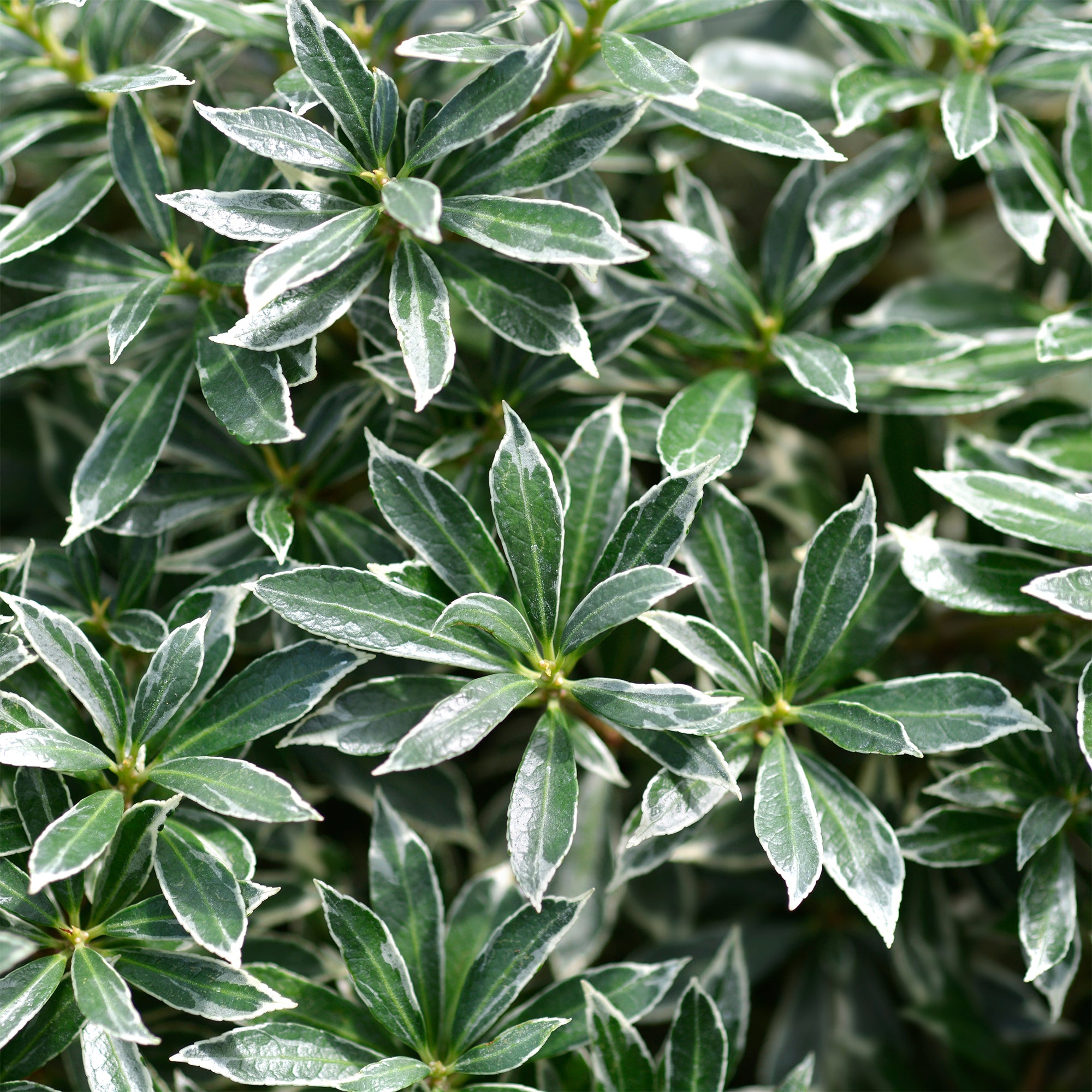 Bakker Ralto Rose pieris japonica godet Ø 9 cm fleurs roses
