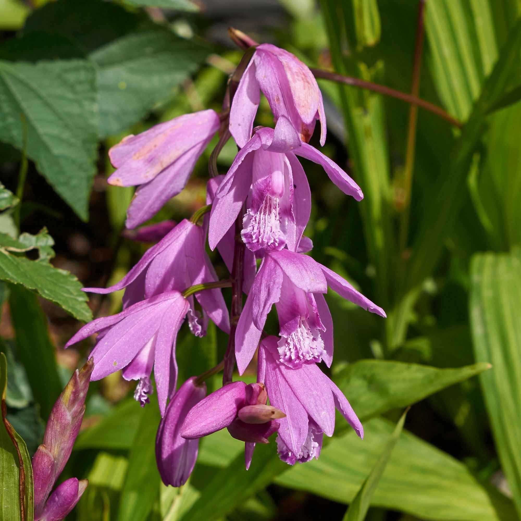 Bakker Orchidée Jacinthe rose pot Ø9cm Bletilla striata