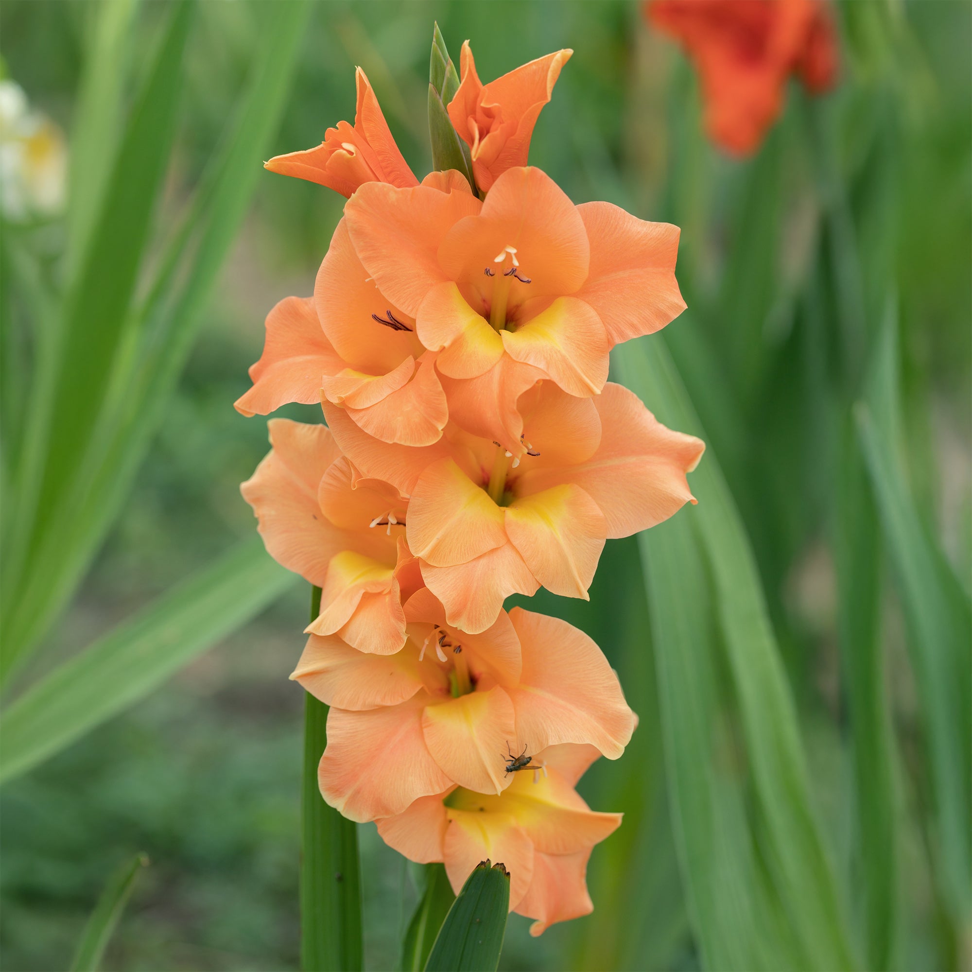 Bakker Bulbes à fleurs Glaïeuls Cornelli 15 bulbes orange