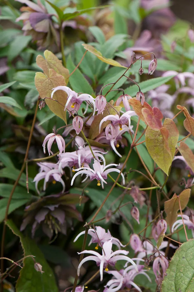 Passion Vivaces Epimedium brachyrrhizum vivace pot 1 L mauve ombre