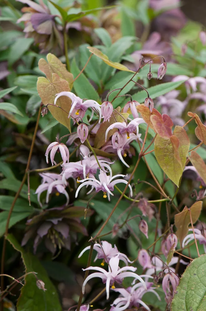 Passion Vivaces Epimedium brachyrrhizum vivace pot 1 L mauve ombre
