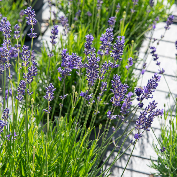 Bakker Lavande vraie Munstead pot 2L violette rustique