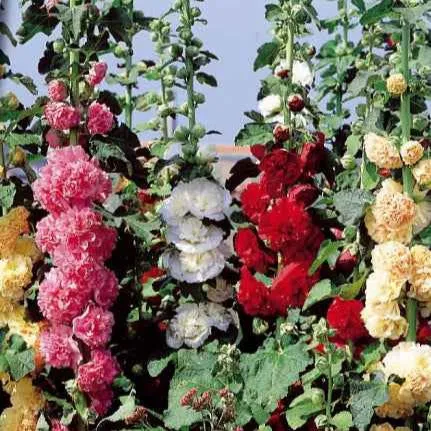 Bakker Roses trémières Chater's doubles mélange 0,6 g