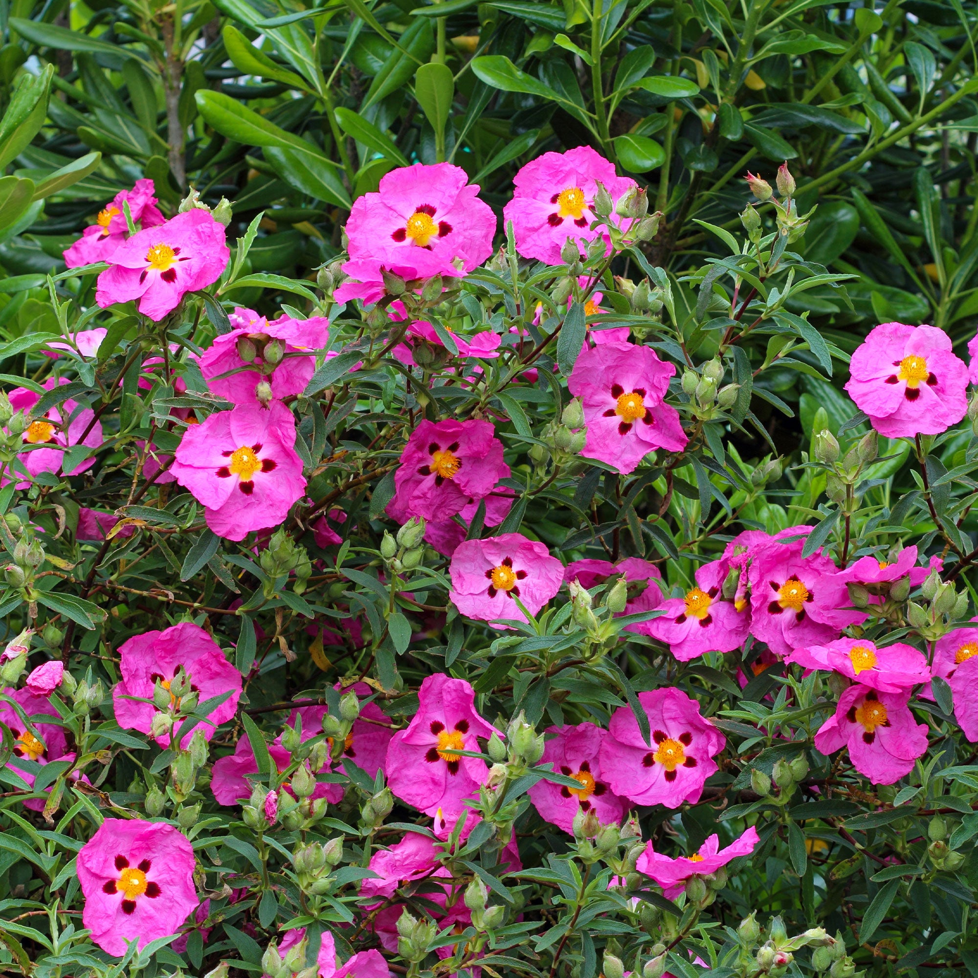Bakker Ciste pourpre Cistus purpureus arbuste pot 8cm rose