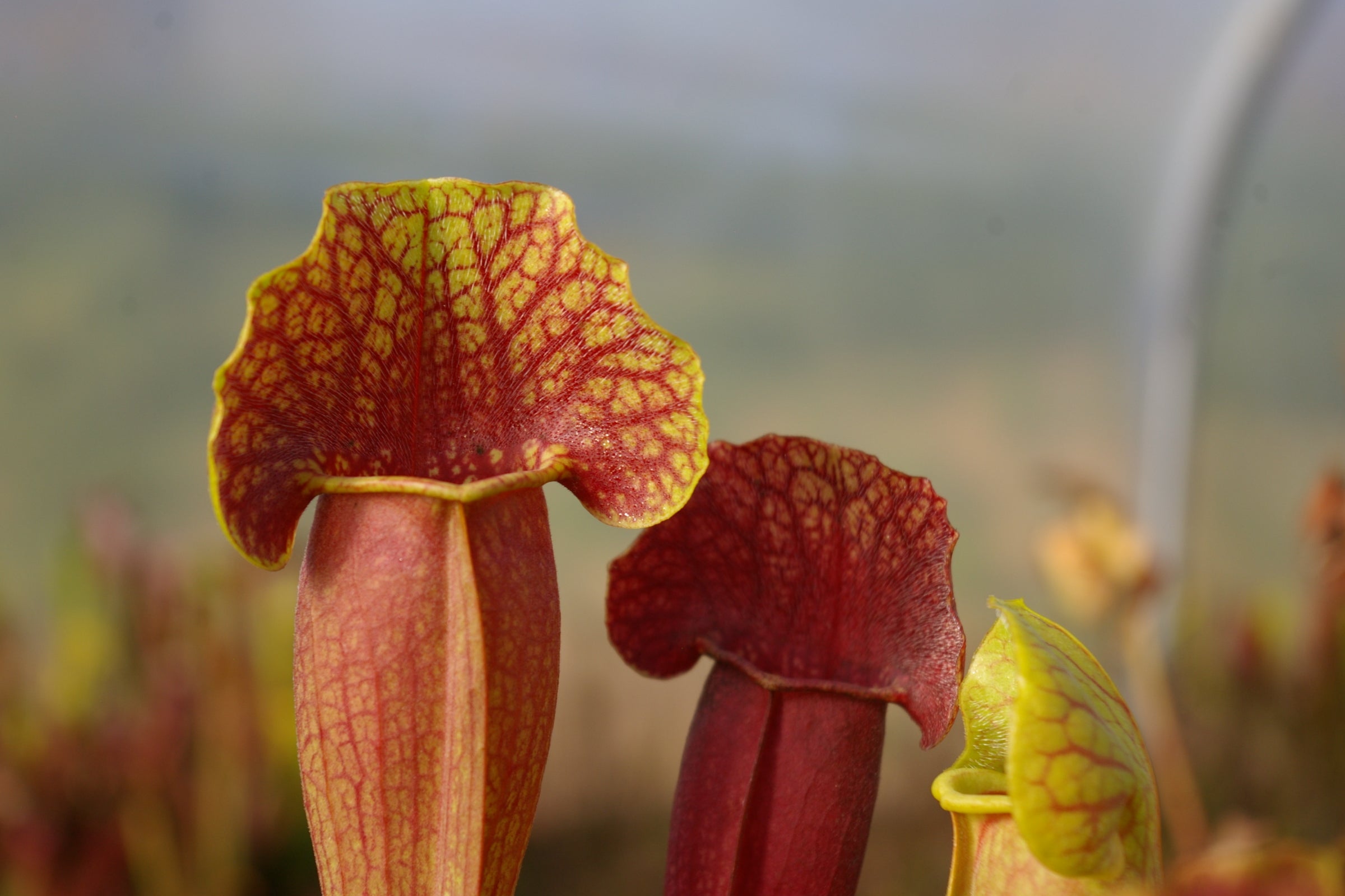 Carniflore Sarracenia x barba plante carnivore orange