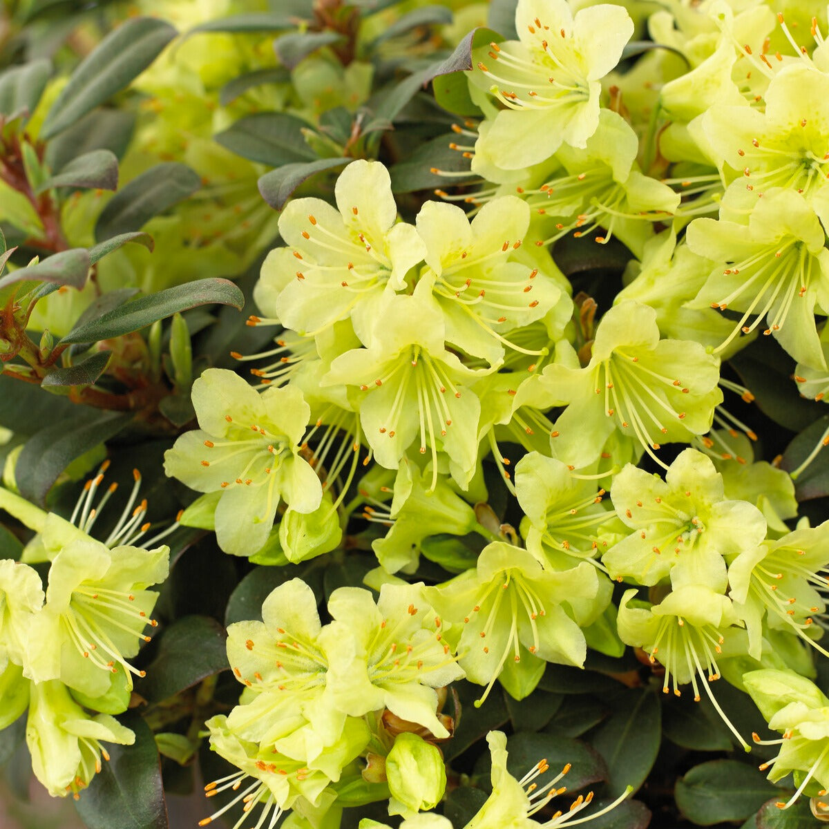 Bakker Rhododendron Princess Anne pot 3L jaune nain