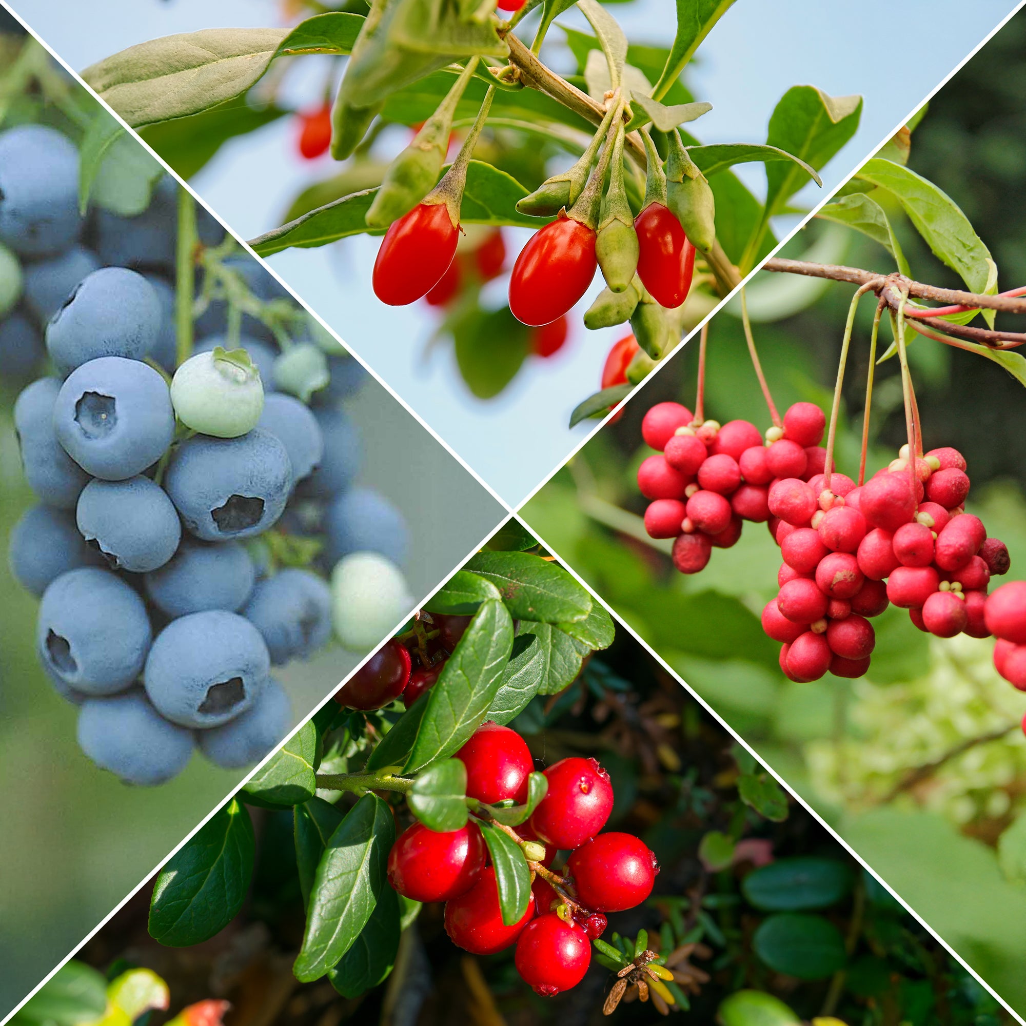 Bakker Fruitiers Collection arbustes fruits vitaminés 4 pots