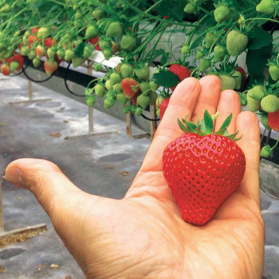 Bakker Fraisier Magnum plant paquet 20 racines nues gros fruit