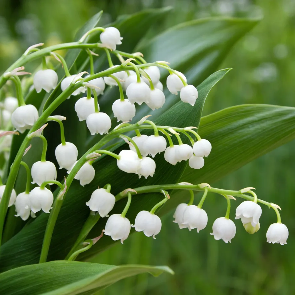 Bakker Muguet blanc parfumé paquet 15 griffes ombre
