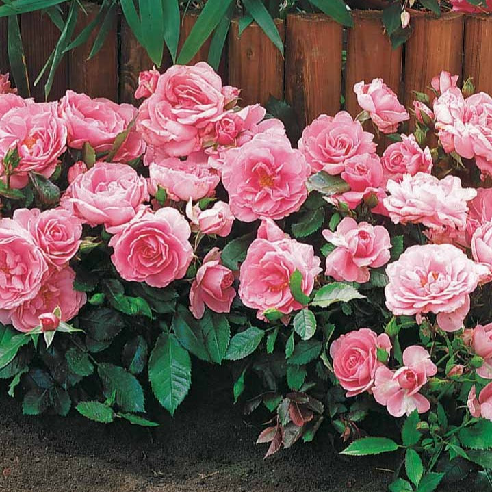 Bakker 3 Mini-rosiers Randilla rose racines nues fleur rose