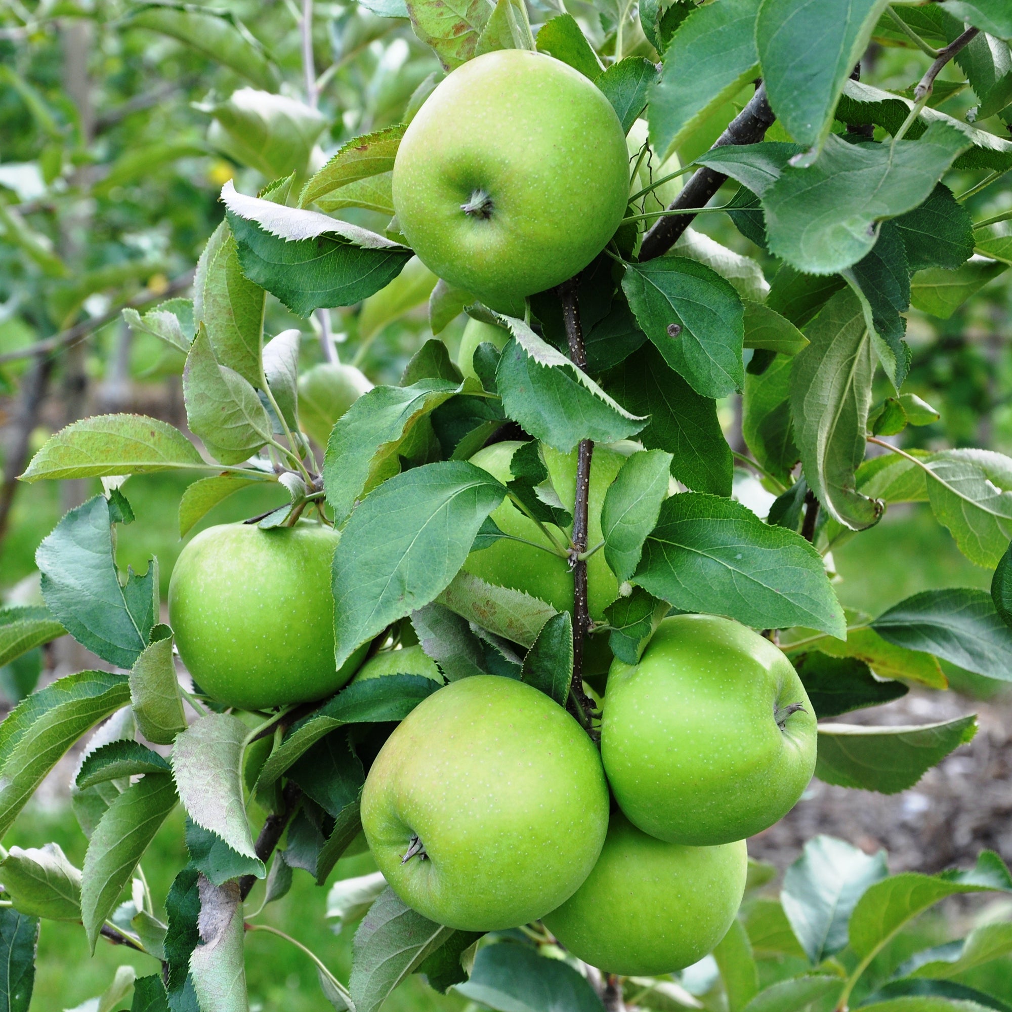 Bakker Pommier Granny Smith fruitier pot 5L 70-90cm