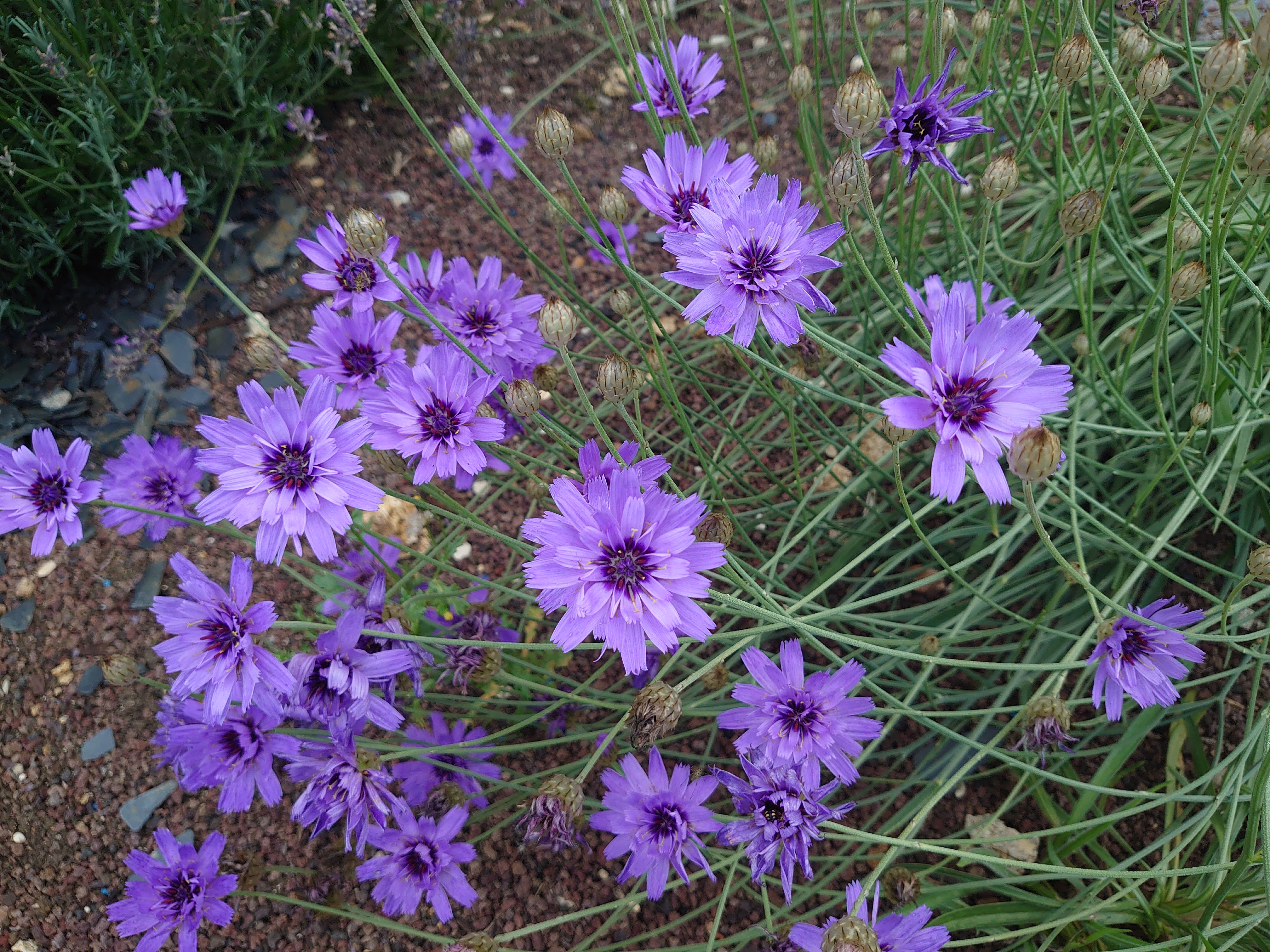 Passion Vivaces Catananche caerulea cupidone pot 1 litre bleue