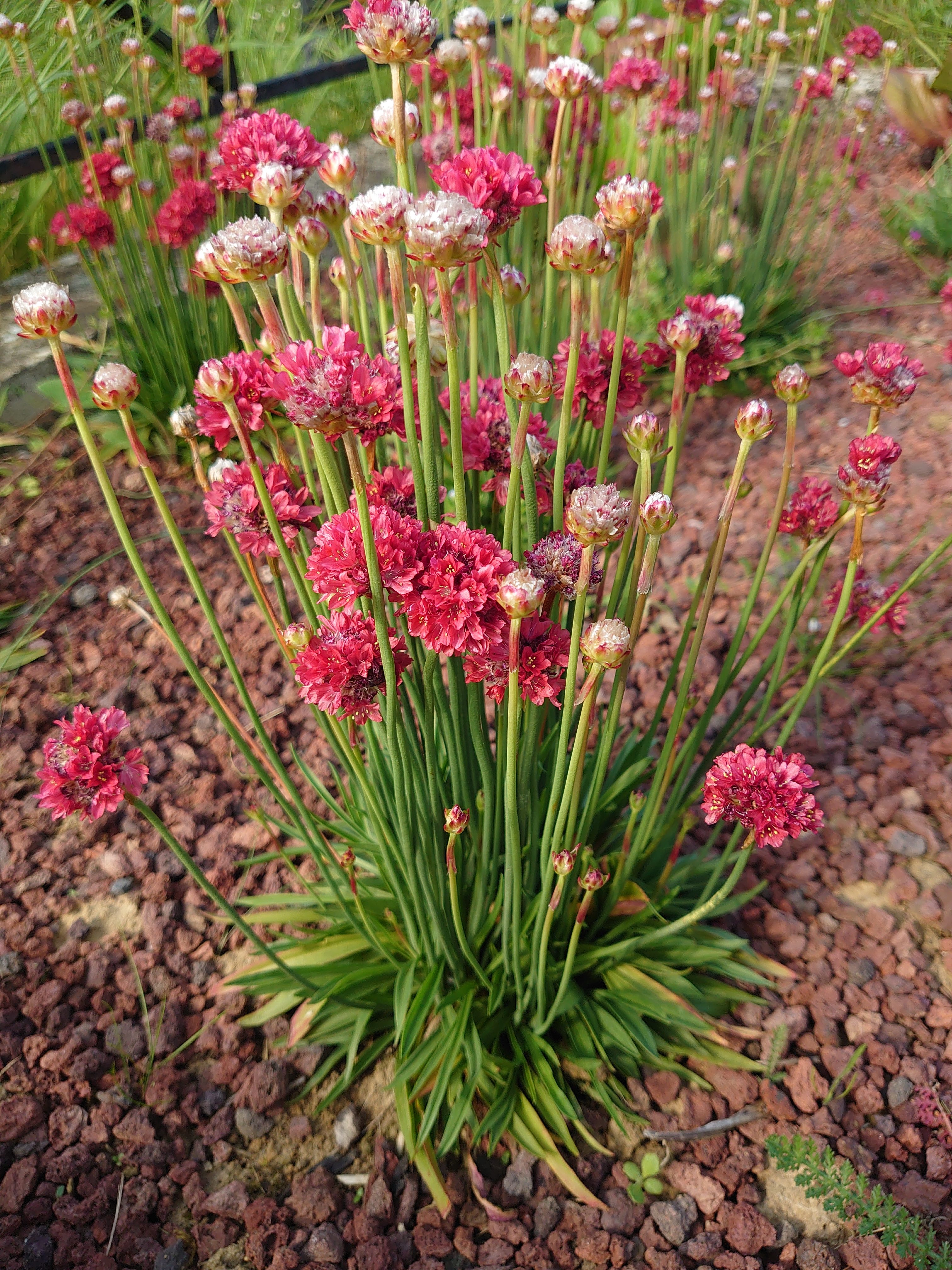 Passion Vivaces Armeria plante vivace godet coussin persistant