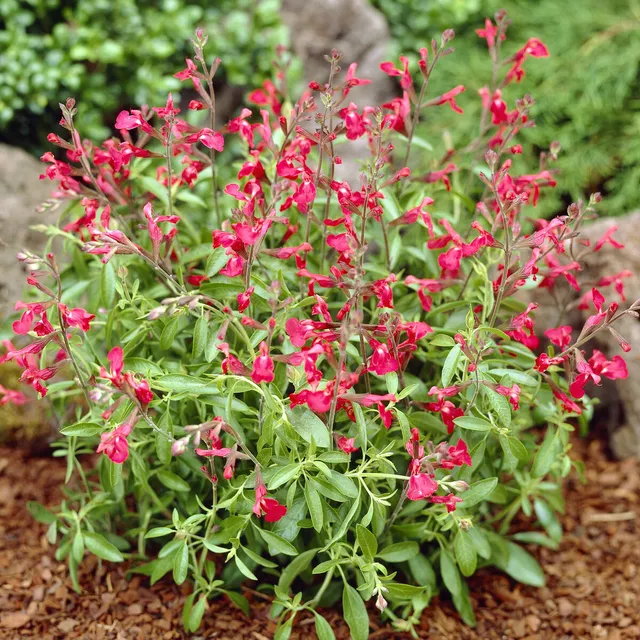 Bakker Plantes vivaces Sauge Lipstick salvia pot 9cm soleil