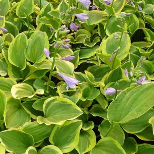Bakker Hosta Golden Tiara vivace ombre pot 9cm panaché