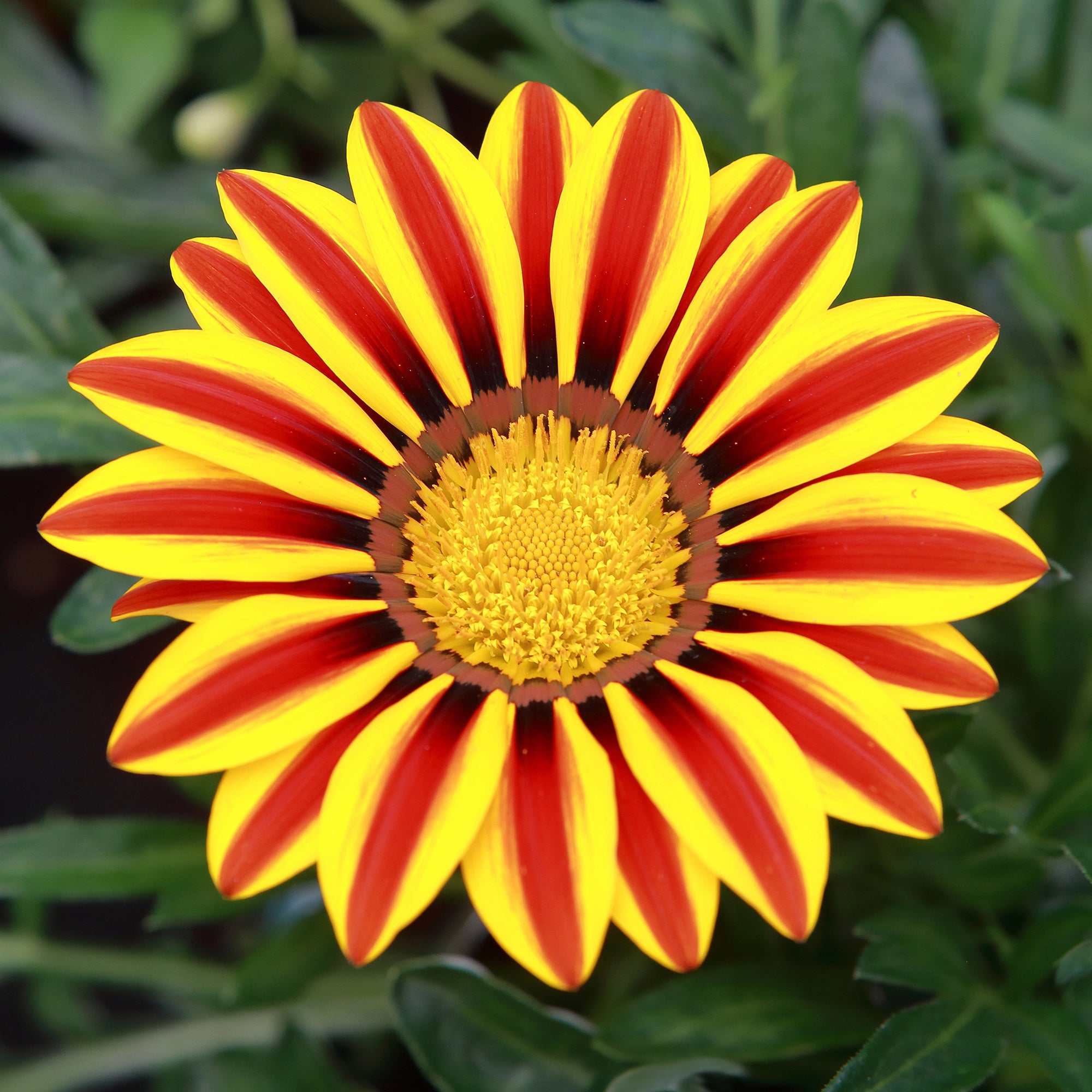 Bakker Gazania Big Kiss Yellow Flame fleur jaune pot Ø10,5cm soleil