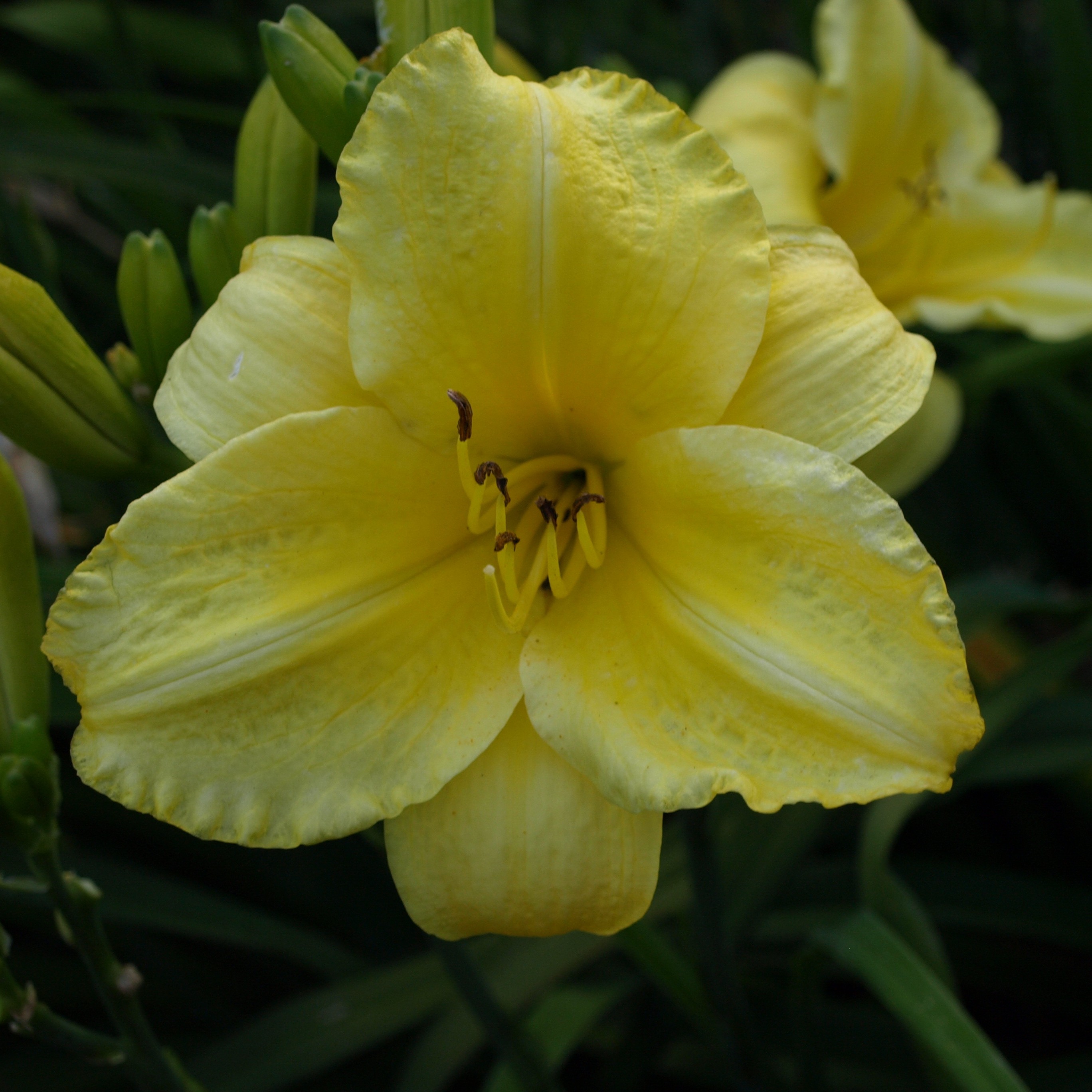Passion Vivaces Hemerocallis Frozen Jade plante pot 1L jaune