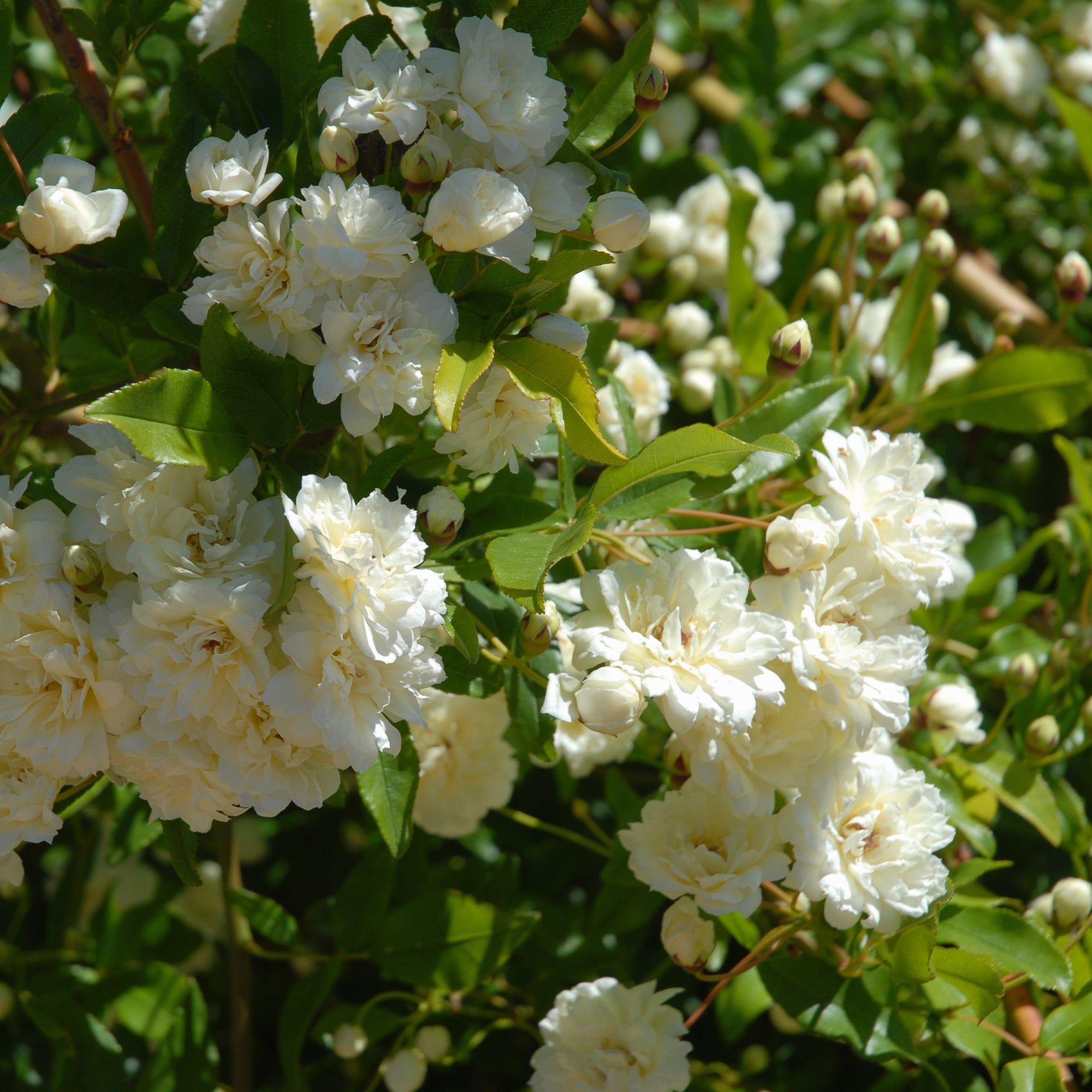 Bakker Rosiers Alba Plena rosier grimpant pot 9cm blanc