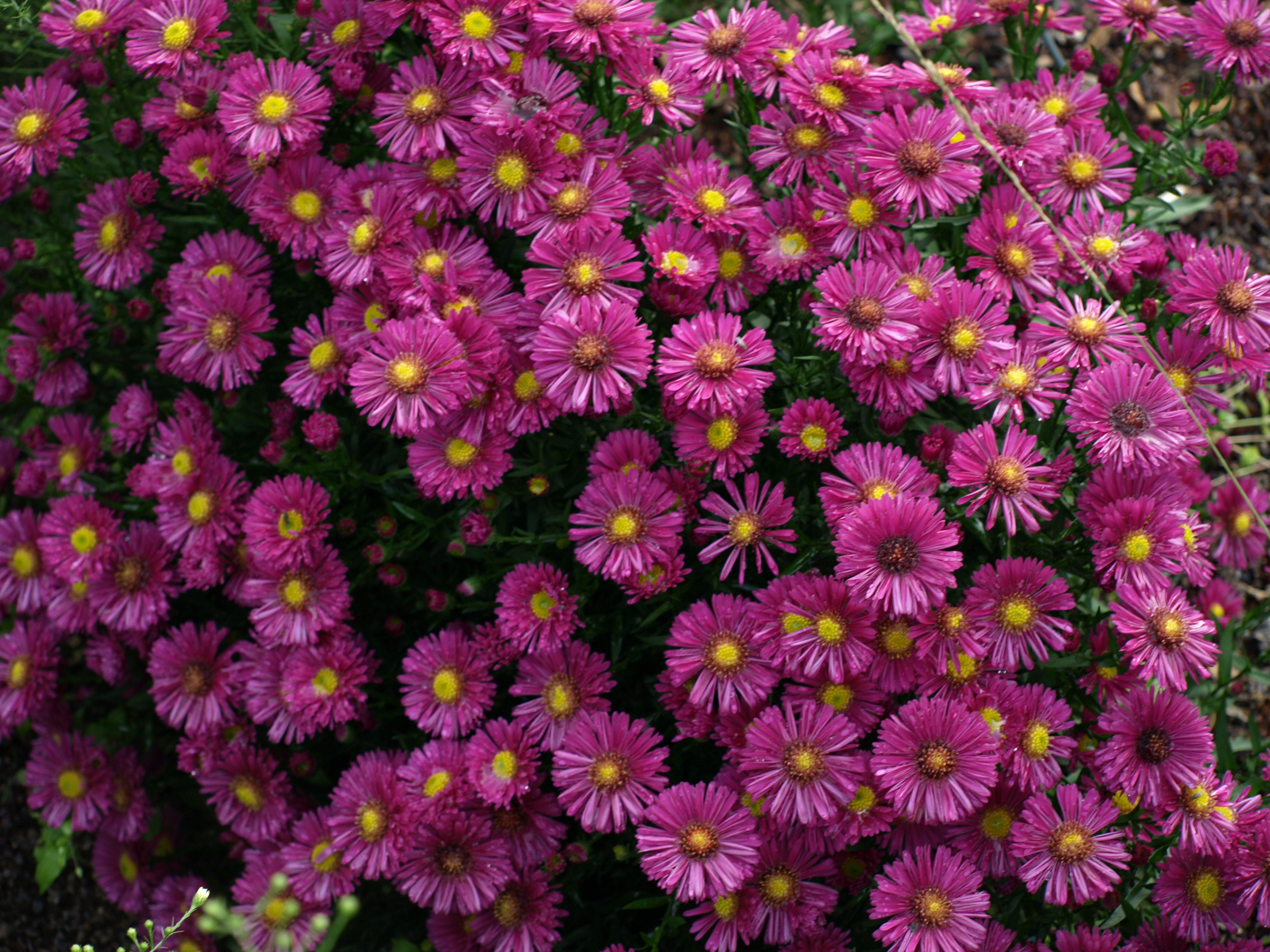 Passion Vivaces Aster dumosus Dandy plante godet rouge pourpré