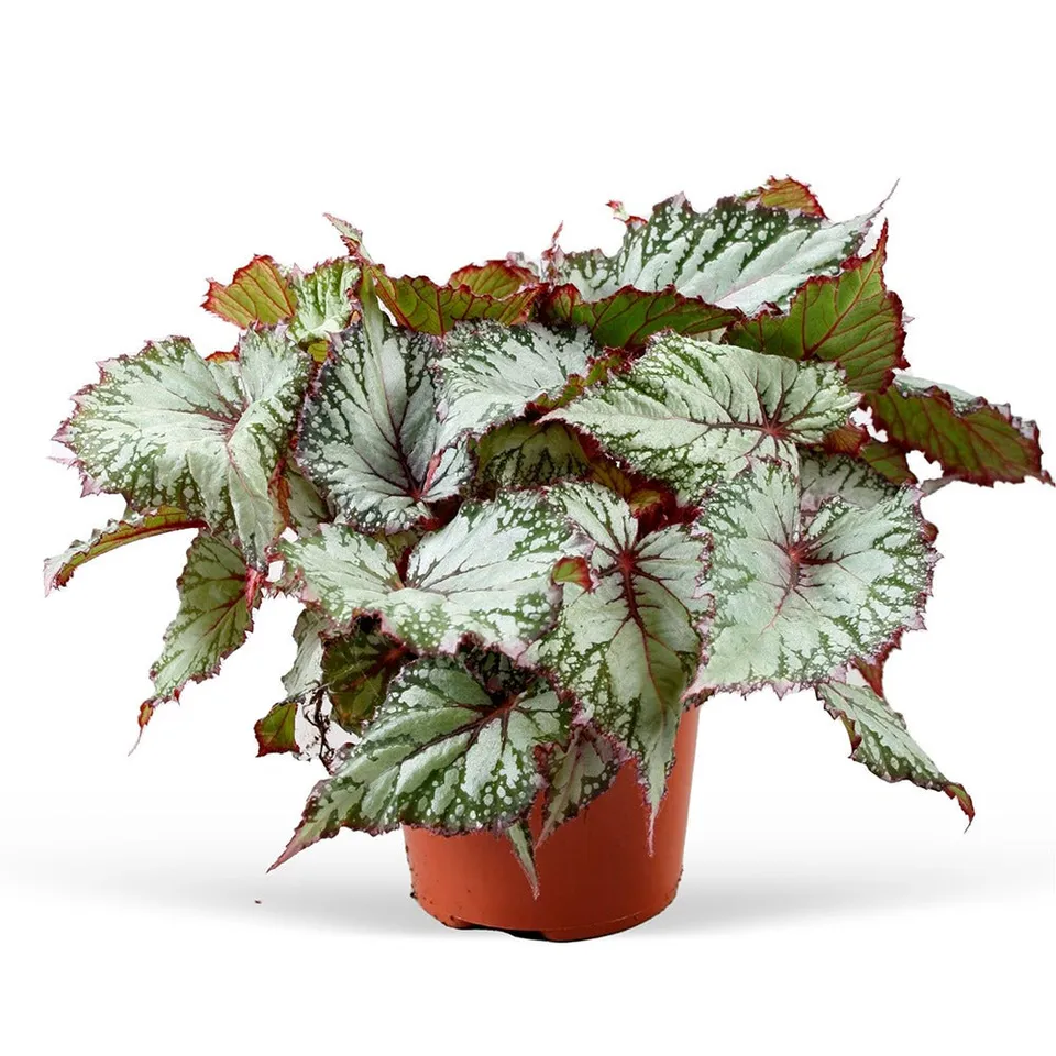 Bakker Bégonia Asian Tundra plante intérieur Ø12 cm
