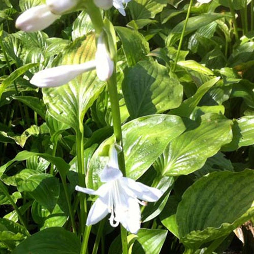Bakker Hosta Royal Standard plante vivace pot 9cm parfumée