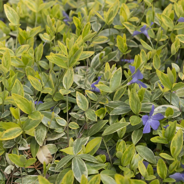 Bakker Aureovariegata petite pervenche couvre-sol pot 9cm