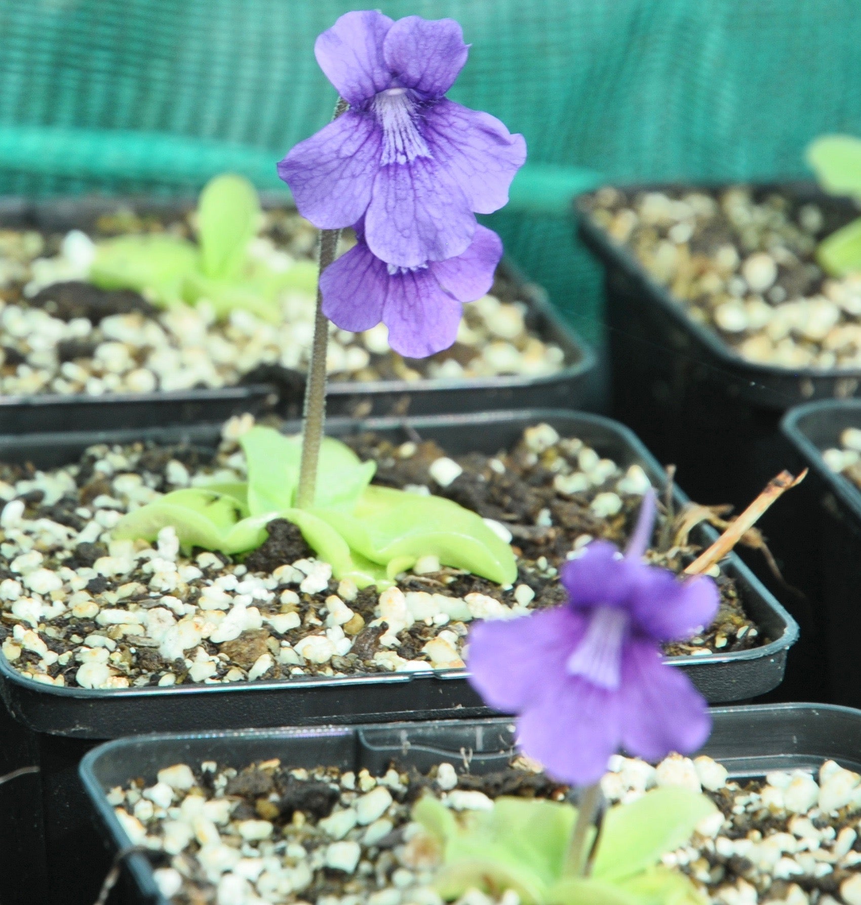 Carniflore Pinguicula grandiflora grassette fleur violette