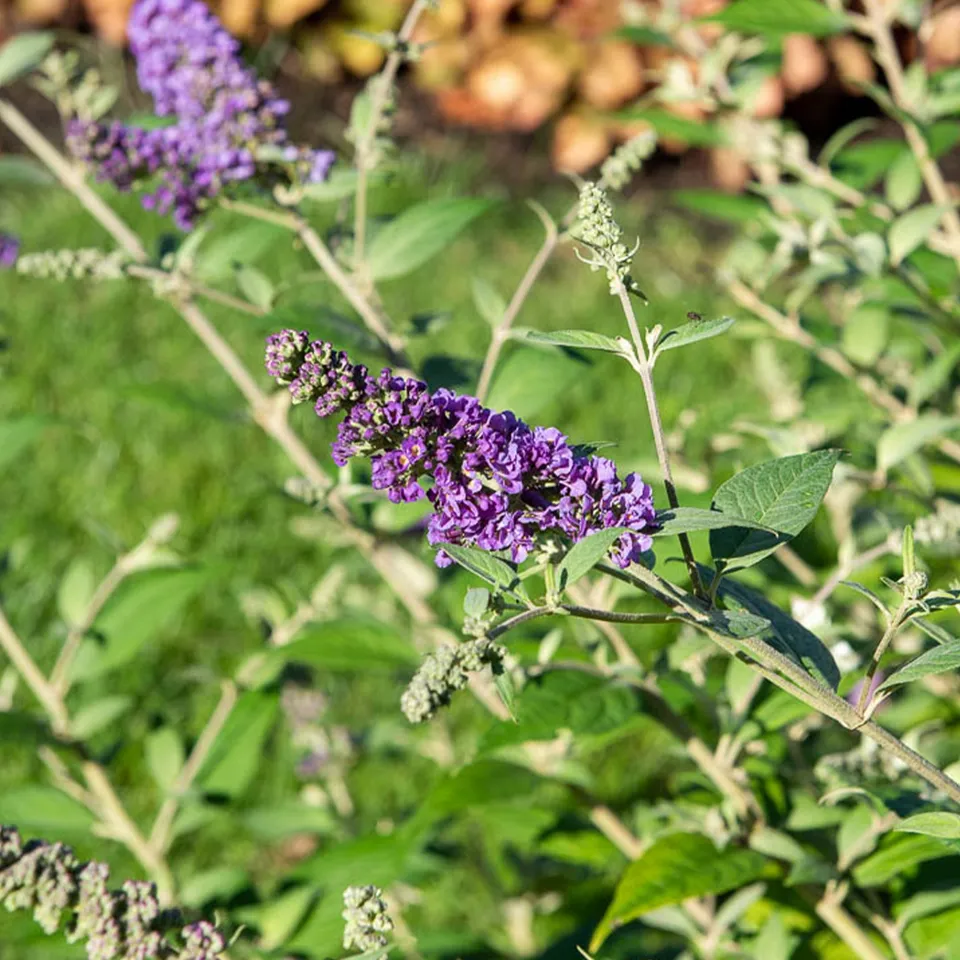 Bakker Buddleja Flânerie d’été arbuste pot 9cm violet