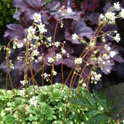 Passion Vivaces SAXIFRAGA cuneifolia Variegata saxifrage fleurs blanches