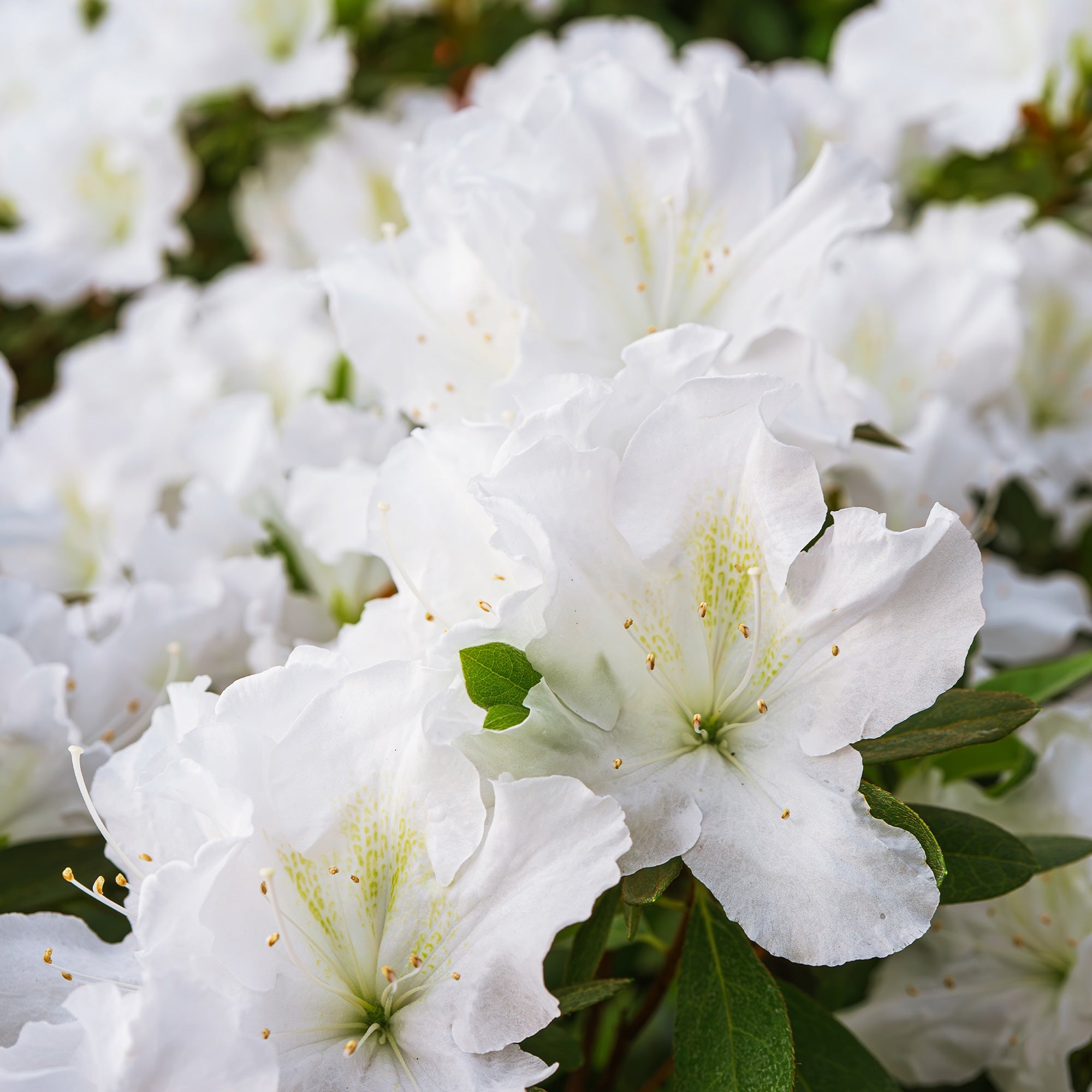 Bakker Azalée Japon Encore White Julia arbuste pot blanc