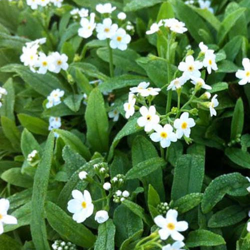 Bakker Ice Pearl myosotis des marais blanc pot 9 cm
