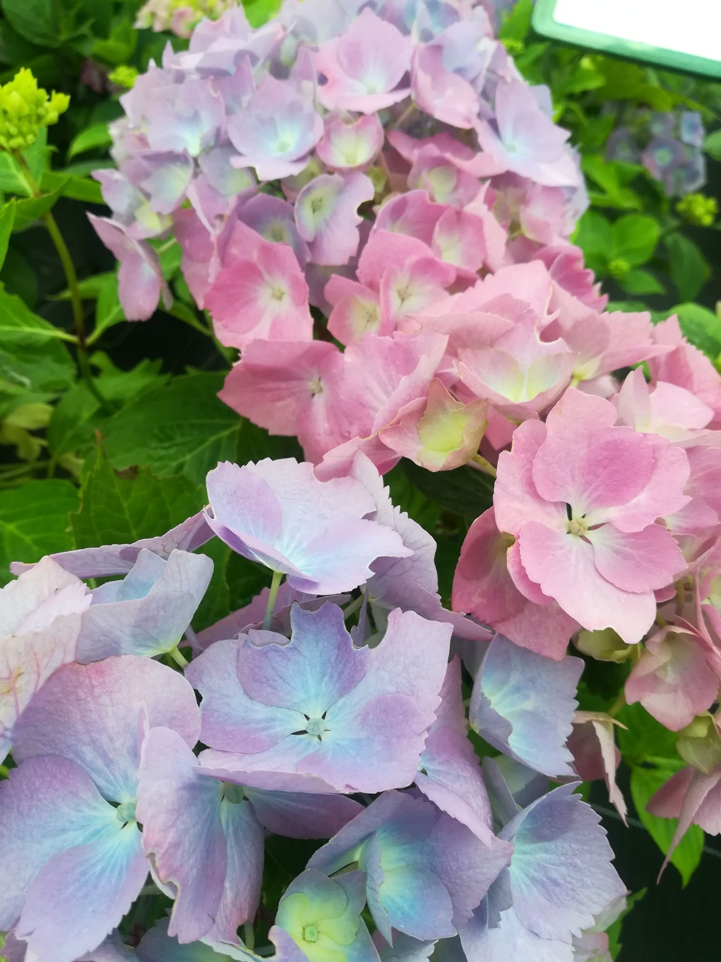 Les Hortensias du Haut Bois Holstein hortensia de jardin godet